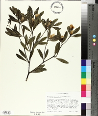 Baptisia lanceolata image