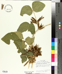 Calopogonium mucunoides image