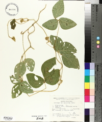 Calopogonium mucunoides image