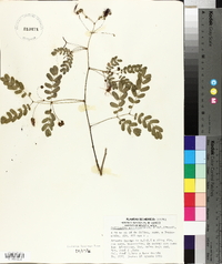 Calliandra gracilis image
