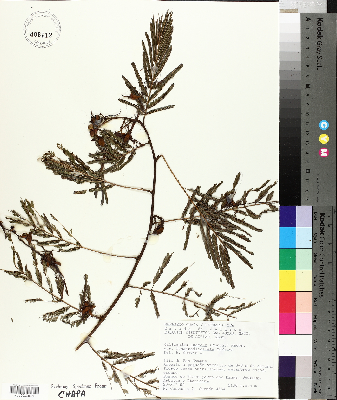 Calliandra anomala var. longepedicellata image