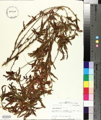 Chamaecrista fasciculata var. fasciculata image