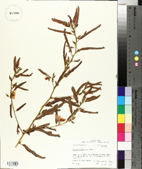 Chamaecrista fasciculata var. fasciculata image