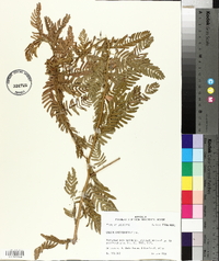 Chamaecrista fasciculata var. fasciculata image