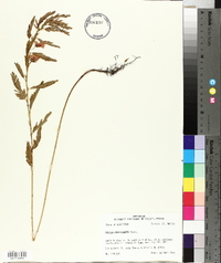 Chamaecrista fasciculata var. fasciculata image