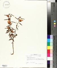 Chamaecrista fasciculata var. fasciculata image