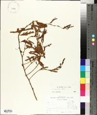 Chamaecrista fasciculata var. fasciculata image