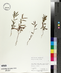 Chamaecrista nictitans var. leptadenia image