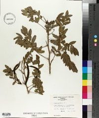 Senna hebecarpa image