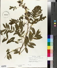 Senna marilandica image