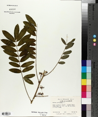 Senna marilandica image