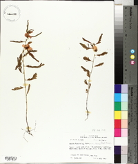 Chamaecrista fasciculata var. fasciculata image