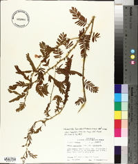 Chamaecrista fasciculata var. fasciculata image