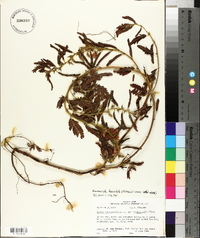 Chamaecrista fasciculata var. fasciculata image