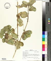 Senna obtusifolia image