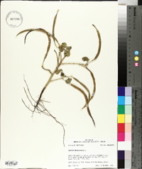 Senna obtusifolia image