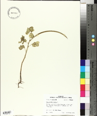 Senna obtusifolia image