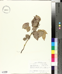 Senna occidentalis image