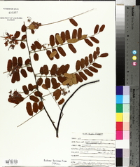 Cassia roxburghii image