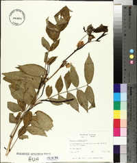 Senna occidentalis image