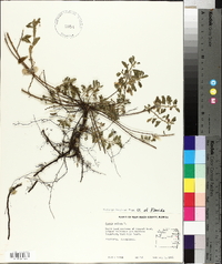 Chamaecrista pilosa image
