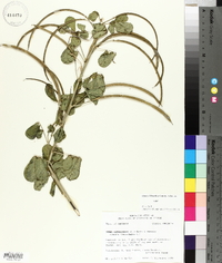 Senna obtusifolia image