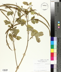 Senna obtusifolia image