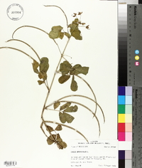 Senna obtusifolia image