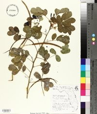 Senna obtusifolia image