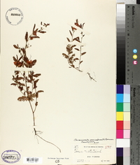 Chamaecrista nictitans subsp. nictitans image