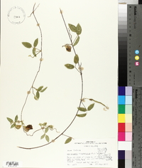 Centrosema virginianum image