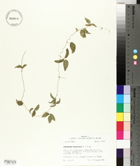 Centrosema virginianum image