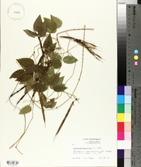 Centrosema virginianum image