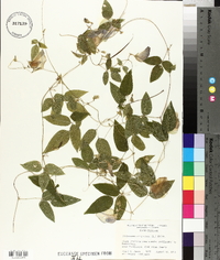 Centrosema virginianum image