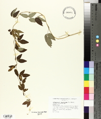 Centrosema virginianum image