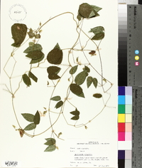 Centrosema virginianum image