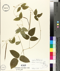 Centrosema virginianum image