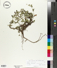 Cologania pringlei image