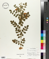 Colutea arborescens image