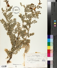 Colutea arborescens image