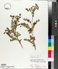 Colutea arborescens image