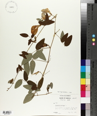 Clitoria mariana image