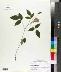 Clitoria mariana image