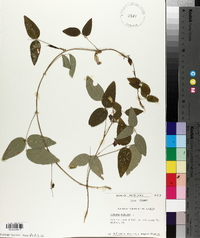Clitoria mariana image