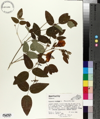Clitoria mariana image
