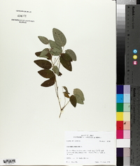 Clitoria mariana image