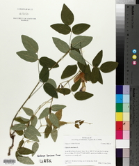 Clitoria mariana image