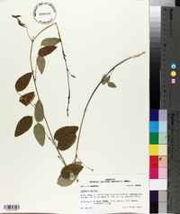 Clitoria mariana image
