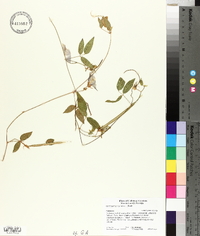 Centrosema virginianum image