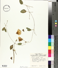 Centrosema virginianum image